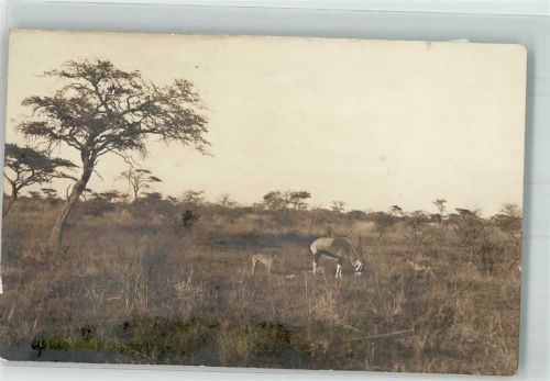Foto Robert Wywias Oryx-Antilope Hyänen