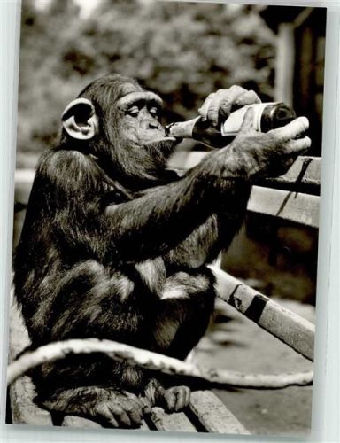 Landau Schimpanse Moritz beim Frühschoppen Städt. Tierpark