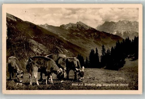 Heiterwang 1941 Heiterwanger Hochalm Kühe
