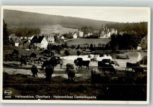 Hahnenklee Weidende Rinder oberhalb des Ortes Verlag Stengel 60906