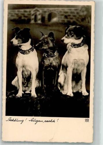 1935 Drei Hunde mit Augen rechts! Foto AK