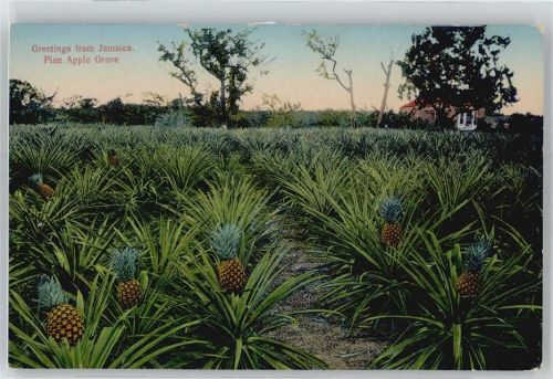 Pine Apple Grove
