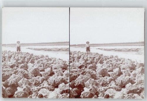 Biskra Stereofoto, Schott Megarine, Gipskristalle, Roses de Sable