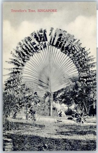 Fächerbaum