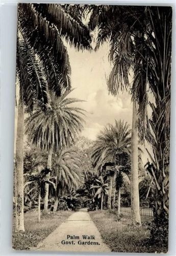 Palm Walk