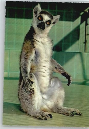Lemur, Zoo Frankfurt