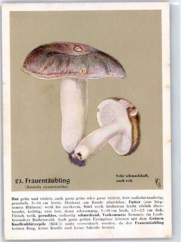 Keine AK-Einteilung