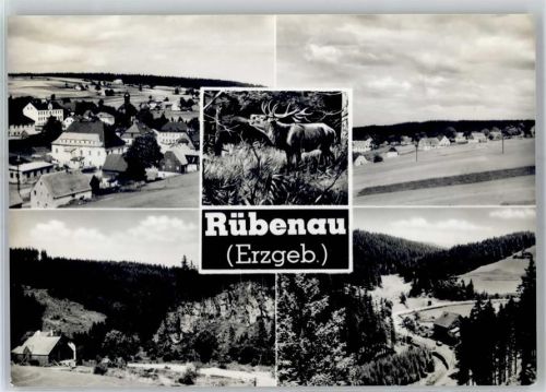 Rübenau Erzgebirge Hirsch