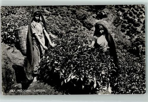 Tea Plucking Ceylon Teeverarbeitung Beruf AK