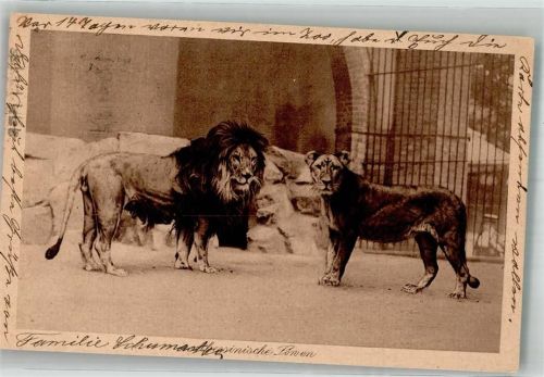 1924 Abessinische Löwen