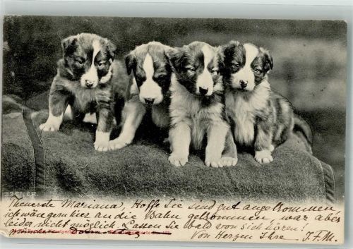 1901 Vier kleine Hundwelpen