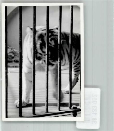 Frankfurt Ein Tiger in seinem Gehege Ort lt. Fotograf Koch