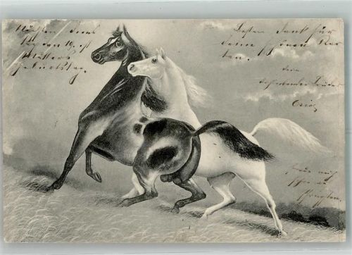 1903 Ein Rappe und ein Schimmel
