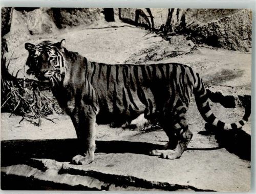 Tiergarten Sibirischer Tiger