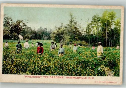 Columbia Summerville Teepflücker