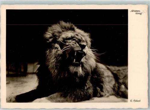 Wüstenkönig Foto G. Hölzel AK