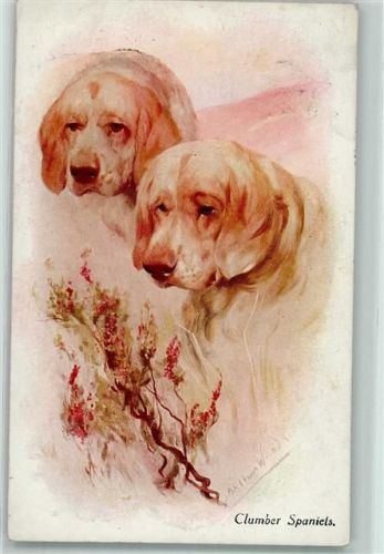 1916 Clumber Spaniels K