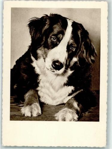 Berner Sennenhund AK