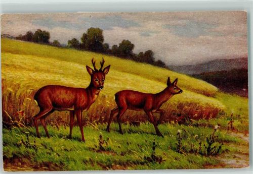 sign. W. Hoy Rehe im Sommer AK