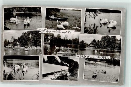 Bad Wörishofen die Schwanenfamilie Waldsee