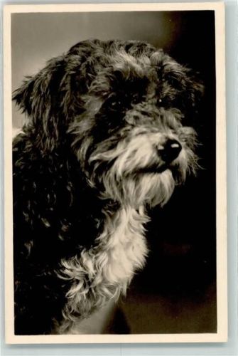 Pumi