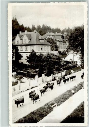 Schierke Rindertrieb Villen Ort lt. Fotograf
