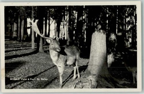 St. Gallen Hirsch Wildpark Peter und Paul