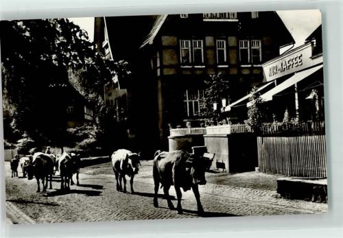 Sülzhayn Kuhaustrieb Gasthaus Kur Kaffee
