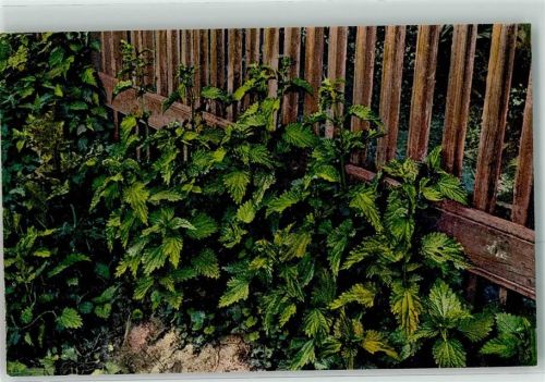 Arznei Pflanzen Folge XIII Urtica dioica Brennessel