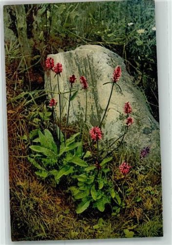 Arzneipflanzen VIII.Folge Betonica officinalis L. Gebräuchliche Betonie