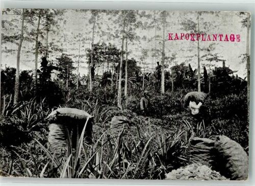 Jakarta Batavia 1909 Gebrauchsspuren Java Plantage