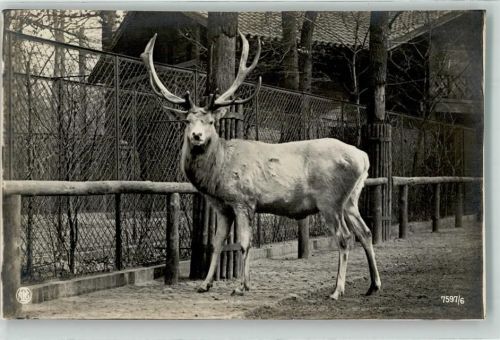 Hirsch NPG Nr.7597-6