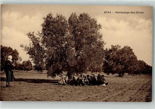 Sfax Tracht Olivenernte
