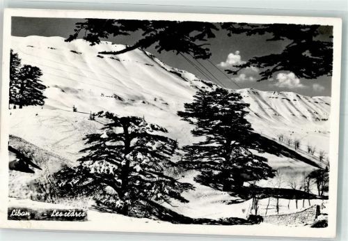 Beirut 1962 The Cedars Ort lt. Verlag winter