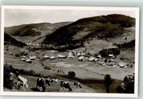 Menzenschwand Weidende Kühe über dem Ort