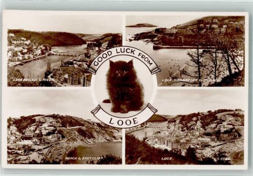 Looe Katze Schwimmbad Strand