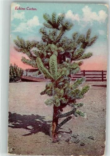 Echino Cactus