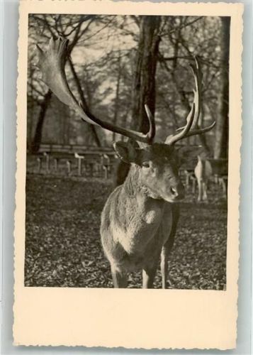 Hirsch
