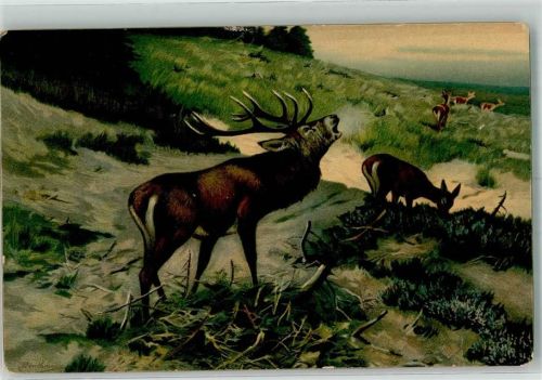 Hirsch Rehe sign. Drathmann C. Verlag Stengel Nr.47004