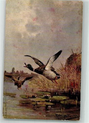 Flugente sign. Müller jun. Verlag Rehn und Linzen Nr.107