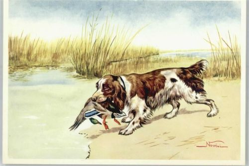 Notfini , Jagdhunde