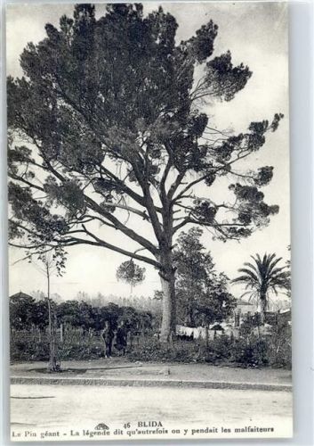 Blida