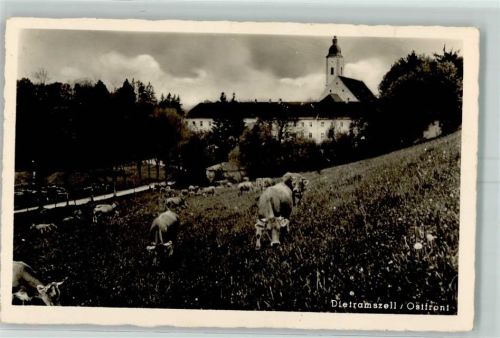 Dietramszell Kühe