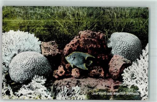 Bermuda - Coral Reefs and Angelfish
