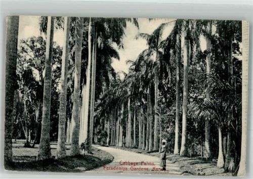 Kandy 1907 Cabbage Palms