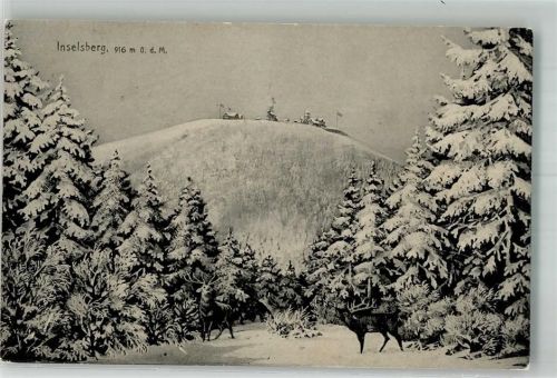 Brotterode Röhrende Hirsche unterhalb vom Inselsberg im Winter