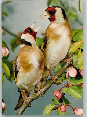 Zwei Vögel auf einem Blütenzweig Fotograf Reinhard-Mauritius
