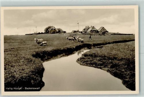 Hooge Backenswarf Schafe