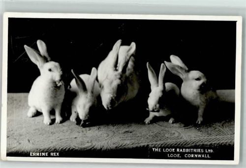 Rasse Kaninchen Ermine Rex - The Looe Rabbitries , Cornwall AK Hase Foto AK