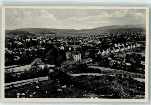 58675 W5870 Hemer - Schafsherde